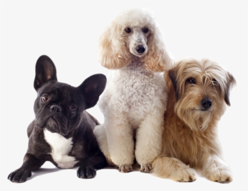 Transparent Pictures Of Dogs, HD Png Download, Free Download
