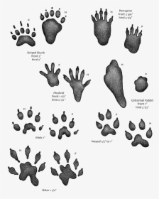 Animal Footprints Png - Water Animal Footprints, Transparent Png, Free Download