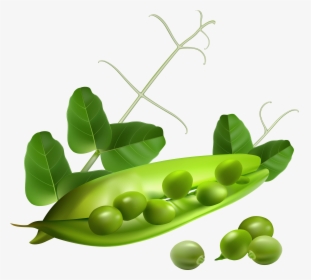 Pea Png - Transparent Background Peas Clipart, Png Download, Free Download