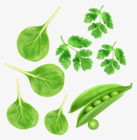 Green Vegetables, Parsley Peas Vector Vegetables - Green Vegetables Clipart, HD Png Download, Free Download