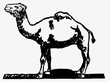 Simple Camel Clip Arts - Desenhos Oasis Camelos Deserto, HD Png Download, Free Download
