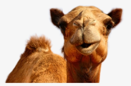 Camel Png Image - Hump Day Camel Png, Transparent Png, Free Download