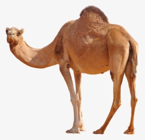 Desert Camel Standing Png Image - Camel Png, Transparent Png, Free Download