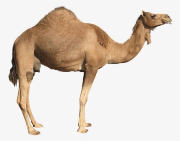 Camel Png Image - Camel Transparent Background, Png Download, Free Download
