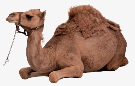 Camel Png Image - Camel Eid Png, Transparent Png, Free Download