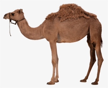 Download Camel Png - Camel Png, Transparent Png, Free Download
