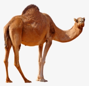 Camel Png, Transparent Png, Free Download