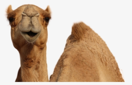 Camel Png Image - Arabian Camel, Transparent Png, Free Download
