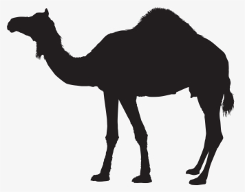 Dromedary Bactrian Camel Silhouette Clip Art, HD Png Download, Free Download