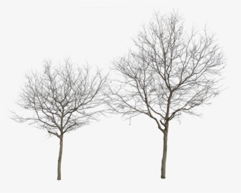 Cut Out Trees Png, Transparent Png, Free Download
