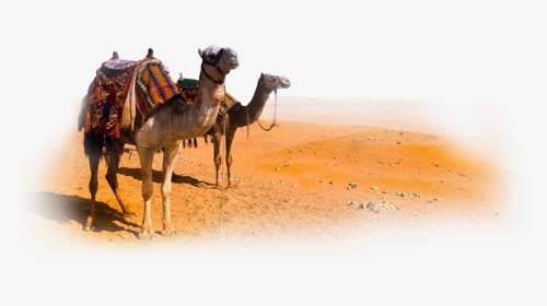 Download Camel Png Clipart - Camel In Desert Png, Transparent Png, Free Download