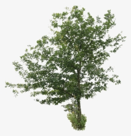 Tree Cut Out Png Free, Transparent Png, Free Download