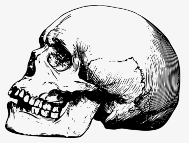 Bone, Dead, Head, Skeleton, Skull - Skull Drawing Transparent, HD Png Download, Free Download