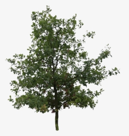 Oak Tree Png, Transparent Png, Free Download