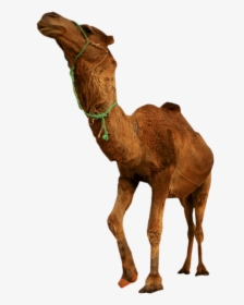 Desert Camel Standing Png Image - Desert Transparent Background, Png Download, Free Download