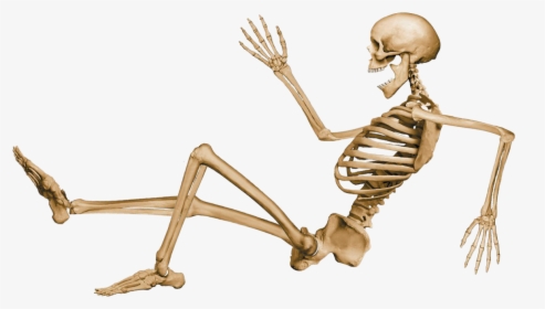 Vector Png Free Skeleton Download - Joint Action And Movements, Transparent Png, Free Download