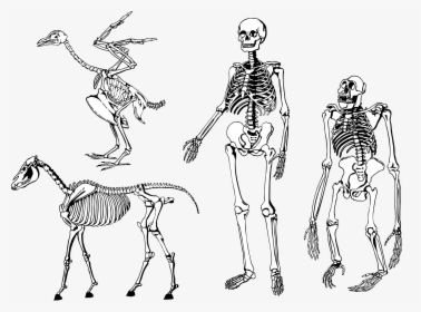 Bones Skeleton Vector Png - Human And Animal Skeleton, Transparent Png, Free Download