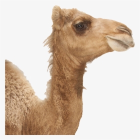 Camel Png Image Download - جمل صغير, Transparent Png, Free Download