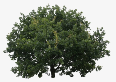 Cut Out Trees Png, Transparent Png, Free Download