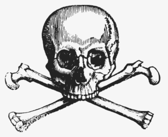 Human Behavior,art,skeleton - Vintage Skull And Crossbones, HD Png Download, Free Download