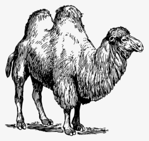 Camel Svg Clip Arts - Mammals Black And White, HD Png Download, Free Download