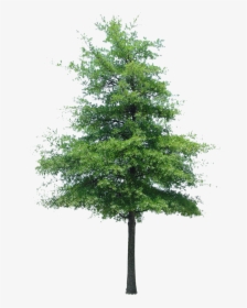 Transparent Aerial Trees Png - Fir Tree Cut Out Photoshop, Png Download, Free Download