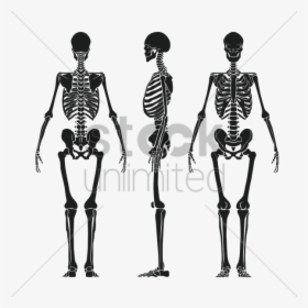 Anatomy,shoulder,line Art,human - Human Skeleton Back Vector, HD Png Download, Free Download
