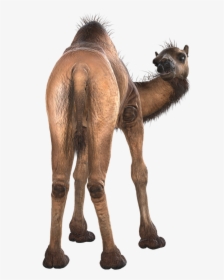 Transparent Camel Clipart Free - Camel Back Animal, HD Png Download, Free Download