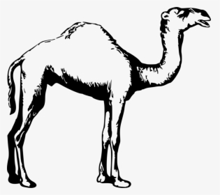 Dromedary Black And White - Outline Clipart Cartoon Camel, HD Png Download, Free Download