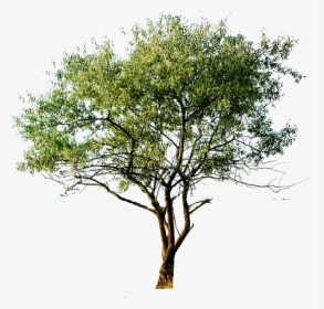 Transparent Aspen Tree Png - Hand Drawn Tree Png, Png Download, Free Download