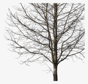 Transparent Png Winter - Tree Png Cut Out, Png Download, Free Download