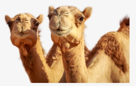 Camel Png Image - Wool Giving Animals With Names, Transparent Png, Free Download