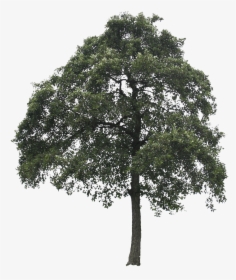 Tree Cut Out Png, Transparent Png, Free Download