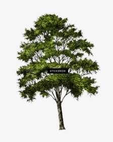 Trees - Transparent Background Tree Png, Png Download, Free Download