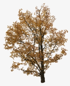 Transparent Autumn Tree Png, Png Download, Free Download