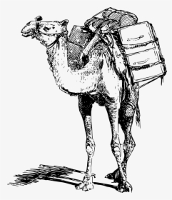 Camel Sketch Png, Transparent Png, Free Download