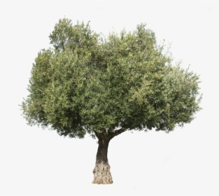 Olea Europaea Iii - Olive Tree Cut Out, HD Png Download, Free Download