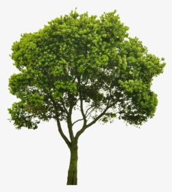 Cutout Tree Png Pinterest - Trees Photoshop Png, Transparent Png, Free Download