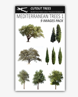 Pin By Cutout Trees On Mediterranean Trees Png - Pine Trees Of The Mediterranean, Transparent Png, Free Download