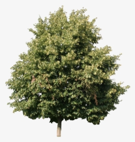 Linden Tree Cut Out , Png Download - Linden Tree Cut Out, Transparent Png, Free Download