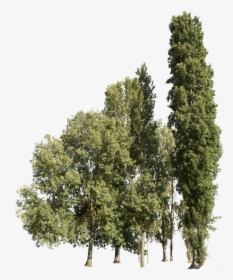 Transparent Group Trees , Png Download - Bunch Of Trees Png, Png Download, Free Download