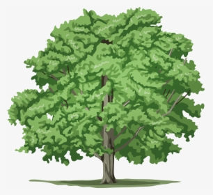 Cutout Drawing Tree - 5 Pictures Of Different Trees, HD Png Download, Free Download