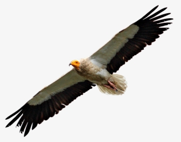 Egyptian Vulture Flying - Vulture Transparent, HD Png Download, Free Download