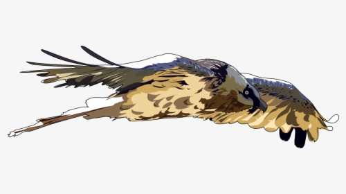 Bald Eagle Hawk Bearded Vulture Bird - Bearded Vulture Clipart, HD Png Download, Free Download
