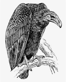 Vulture, Scavenger, Carrion Eater, Bird, Animal - Vector Vulture, HD Png Download, Free Download