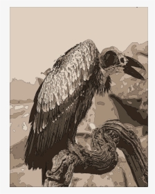 Vulture - Pelican, HD Png Download, Free Download