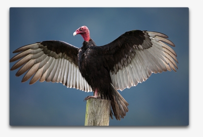 Turkey Vulture - Eye Igun, HD Png Download, Free Download
