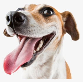 Email Djanos Tu E Mail Y Te Enviaremos - Happy Dog White Background, HD Png Download, Free Download