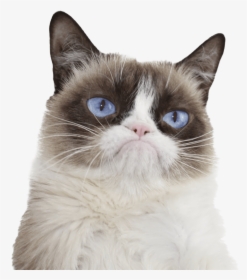 Grumpy Cat Ojos Azules - Grumpy Cat, HD Png Download, Free Download