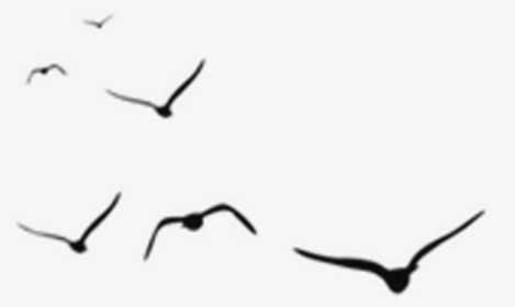 Free Online Crane Bird Animals Birds Vector For Design - Black Shadow Birds Png, Transparent Png, Free Download
